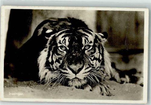 O4002 Halle Saale Raubkatzen Inseltiger Zoo Tiger 1937 Foto AK