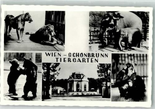 Wien Schönbrunn Löwen Elefanten Bären Schimpansen