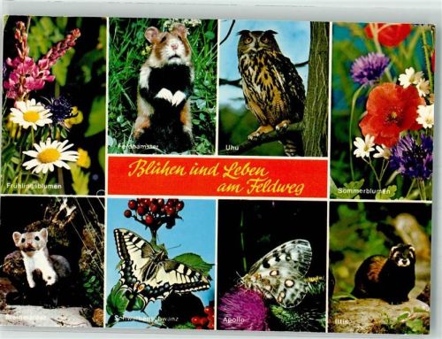 Uhu Feldhamster Schmetterlinge Iltis Blumen
