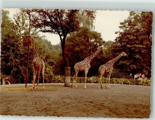 Frankfurt Giraffen Ort handschriftlich