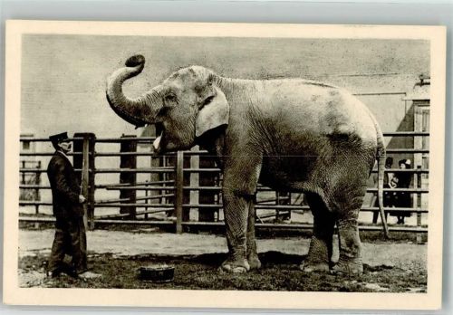 Wien Indischer Elefant Zoo