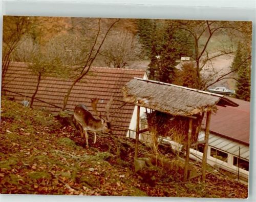Bad Iburg Foto Original aus Archiv eines Ansichtskartenverlags Waldhotel Waldhotel Felsenkeller Wildfütterung Ort handschriftlich