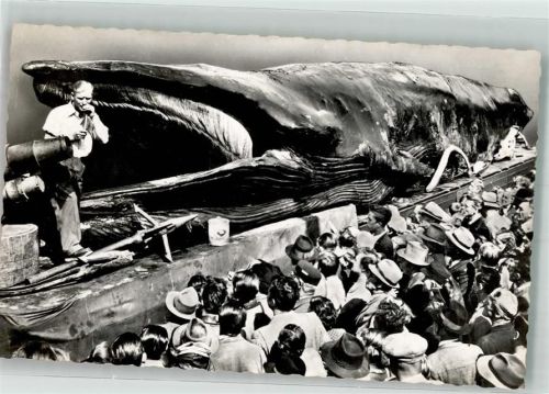 Jonah the giant whale