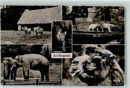 Elberfeld Leopard Eisbären Zebra Elefanten Kamele