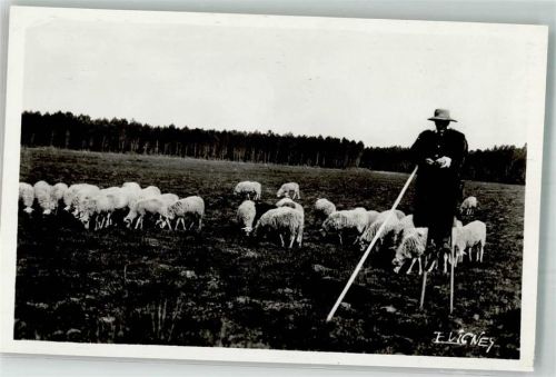 Foto E. Vignes Schäfer auf Stelzen Schafe