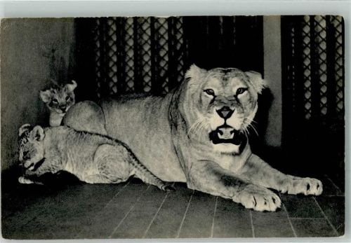 Paris Löwin mit JungenParc Zoologique du Bois de Vincennes