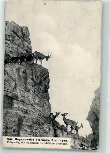 Stellingen 1907 Nubische Steinböcke Fotograf Umlauff