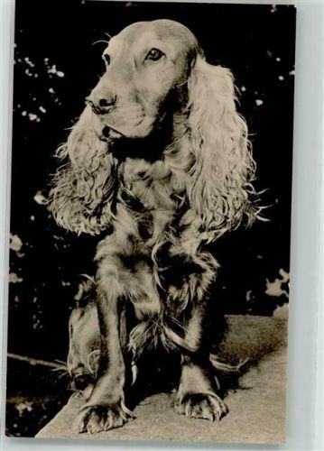 1963 Cocker Spaniel Verlag VEB Bild und Heimat