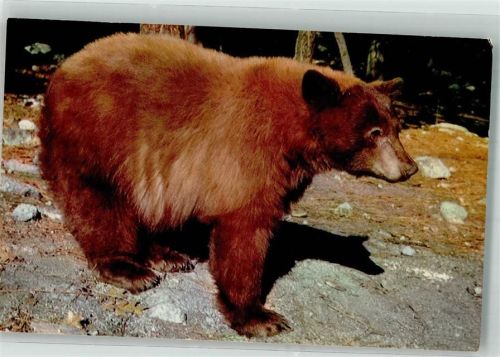 1978 American Black Bear Yosemite National Park