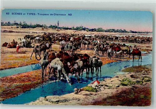 Troupeau de Chameaux Kamele Nr. 62 Scenes et Types Levy et Neurden Reunis