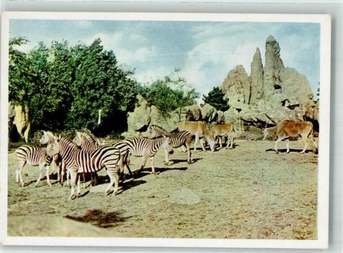 Stellingen Zebras Afrikanische Steppe