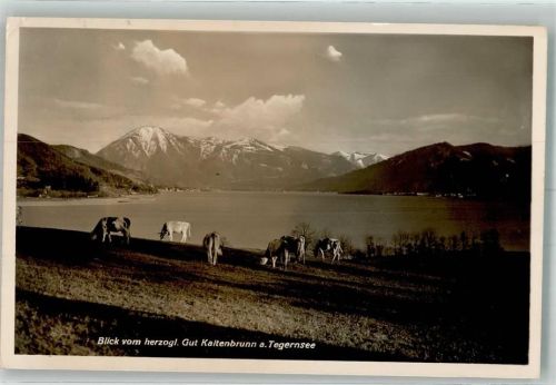 Kaltenbrunn Kühe Tegernsee