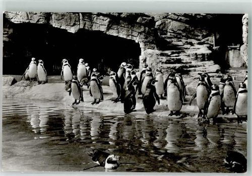 Stellingen Humboldt Pinguine