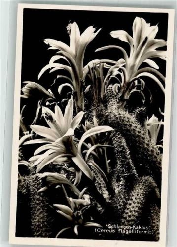Nymphenburg Schlangen-Kaktus Botanischer Garten
