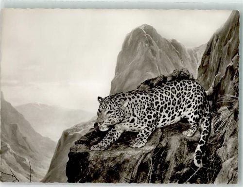 Stuttgart Leopard in Nordpersien Museum für Naturkunde