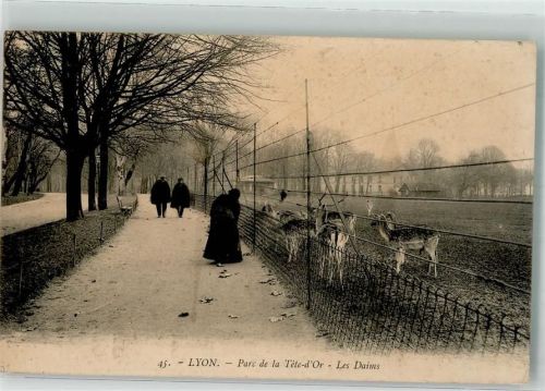 Lyon 1912 Parc de la Tete-d`Or - Les Daims Damwild Jagdtiere
