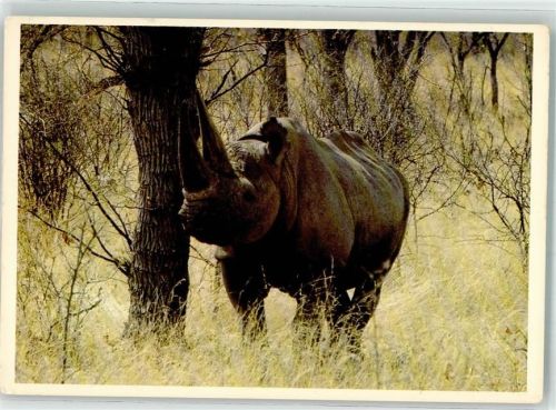Rhinoceros
