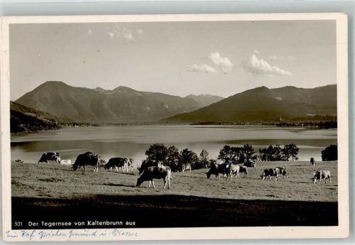 Kaltenbrunn Weidende Kühe am Tegernsee Fotograf Theo Ostermann
