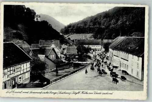 Zorge Kühe Damenkapelle