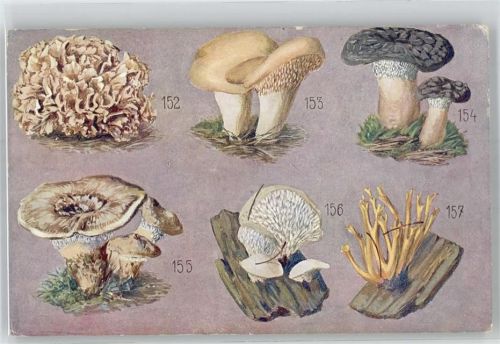 Pilz Künstlerkarte
