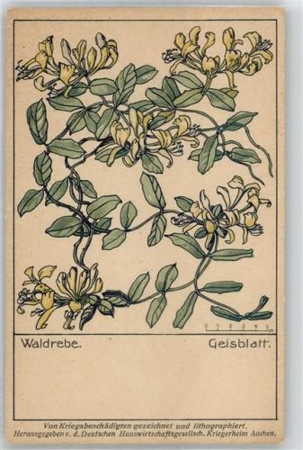 Geisblatt