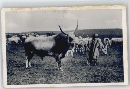 Stammstier in Mezohegyes