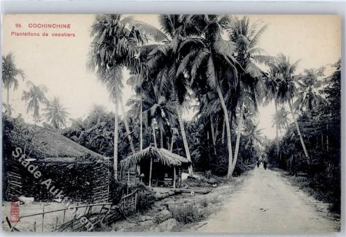 Plantations de cocotiers