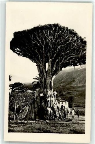Santa Cruz Grosser alter Baum