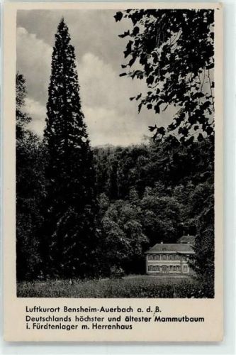 Auerbach Herrenhaus Fürstenlager Mammutbaum
