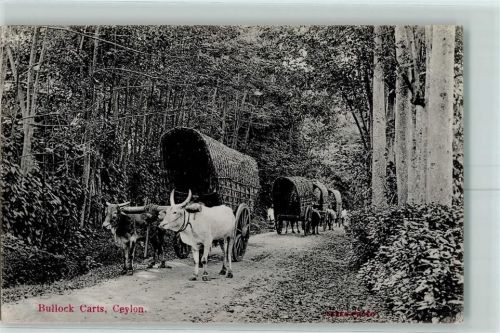 Bullock Carts