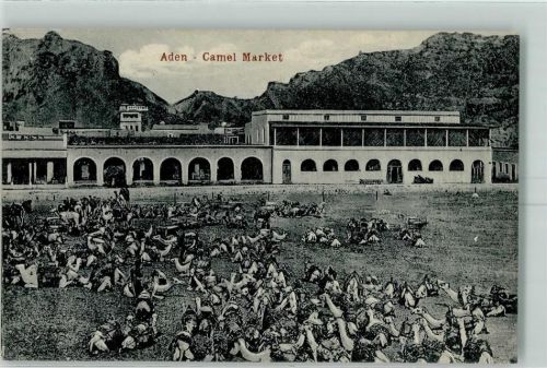 Aden Camel Markt