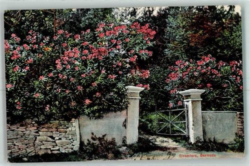 Hamilton 1910 Oleanders