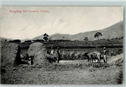 Ploughing Hill Country