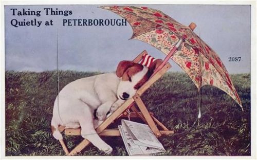 Peterborough Peterborough (Großbritannien) Leporello, Hund, Zeitung I-II