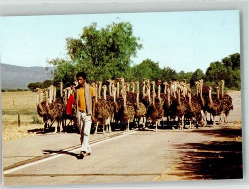 1973 Wildtiere Strauße