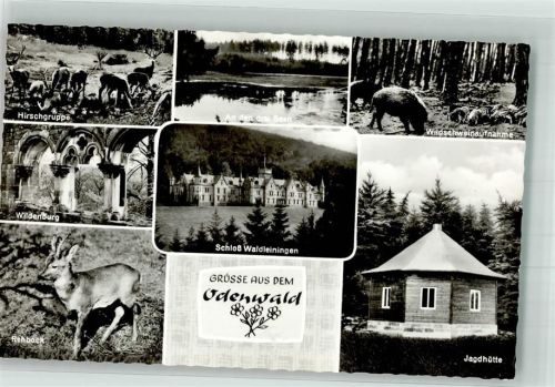 Hesselbach Schloss Waldleiningen Jagdhütte Wildenburg Wildtiere