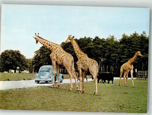 Stukenbrock Senne-Grosswild-Safari VW Käfer Giraffen