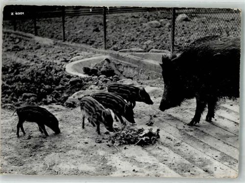 St. Gallen Wildpark Peter u. Paul Frischlinge