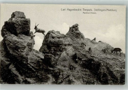 Stellingen Markhor-Felsen mit Bergziegen Verlag Knackstedt & Näther 161