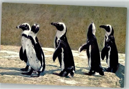 Brillenpinguine ST.Z.F. No. 40