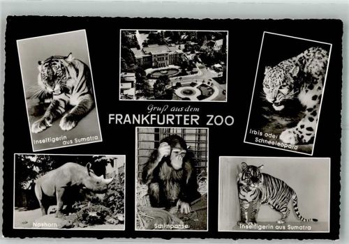 Frankfurt Tiger Schneeleoparde Nashorn Schimpanse
