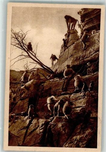 Stellingen 1928 Affen Mantelpaviane auf dem Felsen