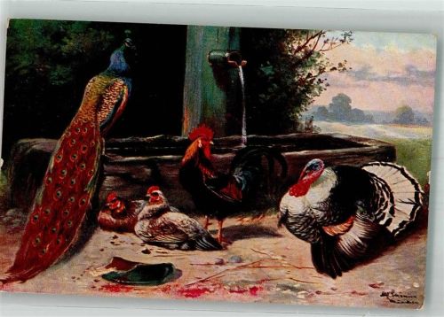 Pfau Truthahn und Hühner