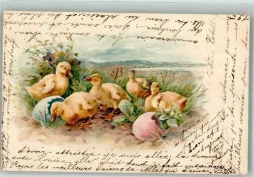 1900 Küken Eier