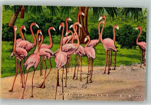 Flamingos Florida