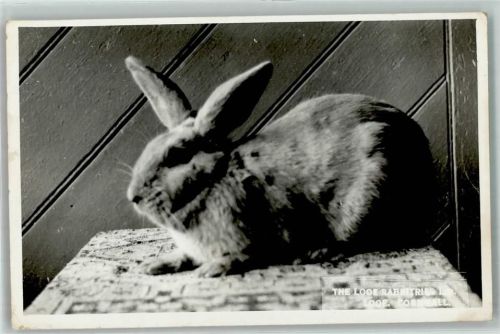 Looe 1960 Kaninchen Rasse the Looe Rabbitries AK