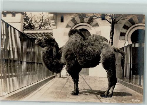 Zoo AK Kamel Foto AK