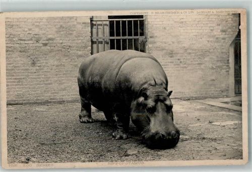 1907 Flusspferd im Zoo AK