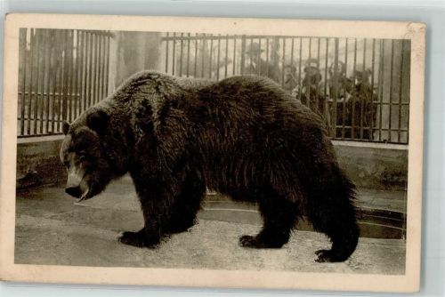Wien Zoo Schönbrunn Grizzlybär AK