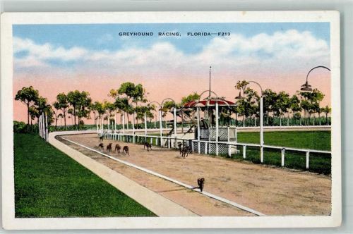 Greyhound Racing in Florida AK